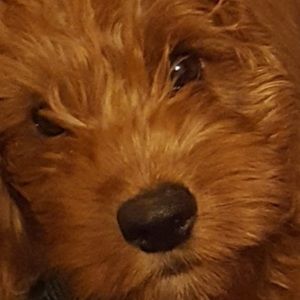 Meet your Posher, Jordan